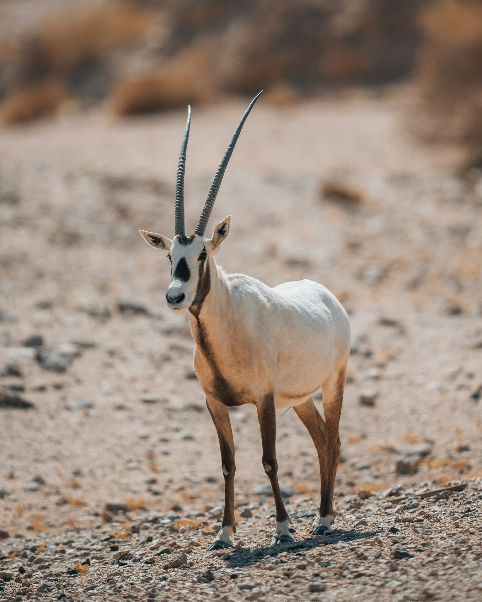 an antelope standing in the middle of the desert